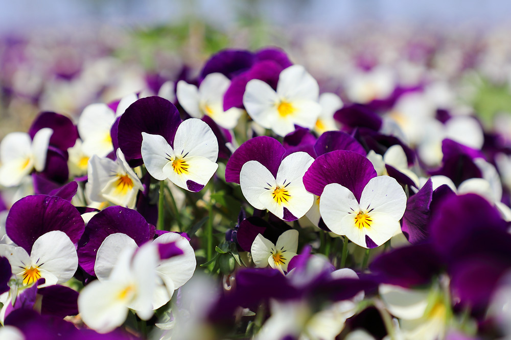 1690873614201170.jpg 1.jpg